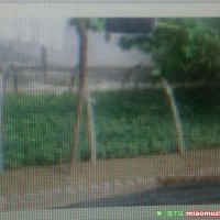 供应金枝槐、金叶槐、扦插小苗