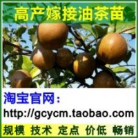 油茶苗,油茶树苗,油茶苗价格,高产油茶苗,嫁接油茶树苗