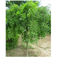 供应成都龙爪槐（4公分至7公分）