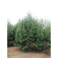 供应4.5米白皮松 树形好 土质好