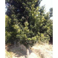 供应5公分罗汉松、批发6公分、7公分、8公分罗汉松