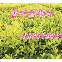 金叶丝棉木，丝棉木的管理