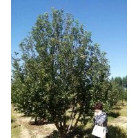 20公分京红果海棠