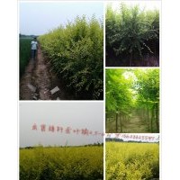 自家苗矮杆金叶榆2-6公矮杆金枝槐3-6公分，北美海棠