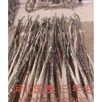 常年供应各种乔灌木