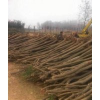 甘肃国槐|批发|供应|价格