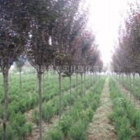 红叶李价格，红叶李价格细说