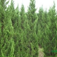 龙柏树价格简介