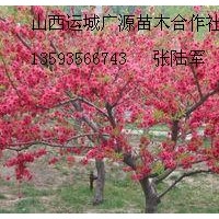 5、6公分红叶碧桃树大量低价优惠供应