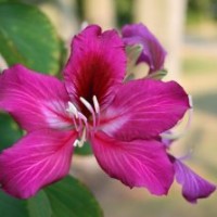 供应羊蹄甲 羊蹄甲树苗 大叶榕树苗 紫荆树苗 黄槐树苗