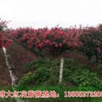 供应红花紫薇、红火箭紫薇、紫薇小苗、江苏紫薇基
