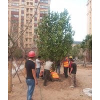 15公分八棱海棠树