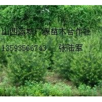 白皮松大量低价出售1-1.5米白皮松