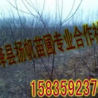 供应1公分至8公分紫叶李、红叶李、紫叶矮樱、红叶碧桃