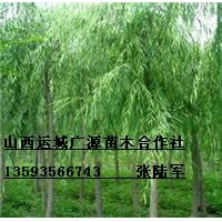7、8公分垂柳金丝柳漳河柳竹柳