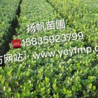 供应30公分至1.5米大叶黄杨、大叶黄杨价格、山西大叶黄杨批发