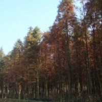 4公分水杉价格，5公分水杉价格，6公分水杉价格