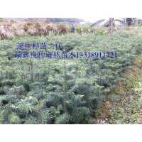 杉苗最新批发价格 组培速生杉苗供应商