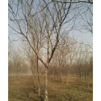 江苏南京栾树价格，湖南栾树报价