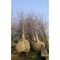 15-40公分银杏树