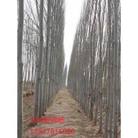 供应新疆杨