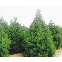 长期供应蓝田3米白皮松
