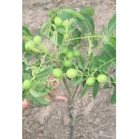 3公分核桃苗价格＿6公分核桃树苗