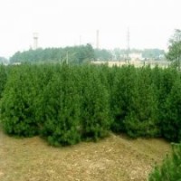 供应30白皮松，油松，侧柏国槐，刺槐价格便宜大量