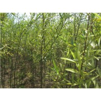 供应垂柳 柽柳 沙柳