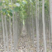 毛白杨.107速生杨.窄冠毛白杨.垂柳