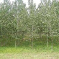 供应3-5cm白蜡树