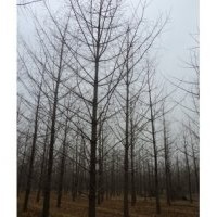 专业销售银杏树，银杏树价格咨询