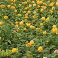 刺柏，猥实基地，金叶风箱果，棣棠，连翘