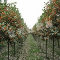 供应丹桂、枇杷、海棠、红叶石楠苗、金森女贞、金边黄杨苗