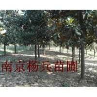 雪松广玉兰白玉兰红叶石楠蜀桧