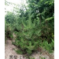 山东淄博2米黑松