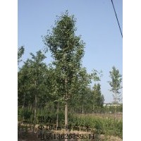 山东淄博10CM银杏