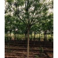 沧州绿茵苗圃出售各种规格国槐