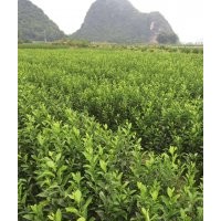 大量提供酸柑苗罗汉松苗，茶花