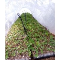 杂交构树、构树、鑫森源(查看)