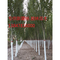 内蒙古新疆杨出售