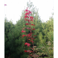 供应大量精品白皮松、大规格樱花、玉兰