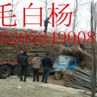 【供】毛白杨 柳树 国槐 白蜡 榆树