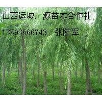 7、8公分垂柳金丝柳各种柳树大量出售