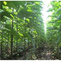 7公分楸树，大量出售，可送货上门