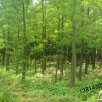 大丰水杉 大丰水杉 大丰水杉