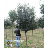 高杆西府海棠3-4公分，