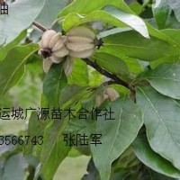 3、4公分翅果油欧李苗大量出售