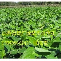 木瓜苗文冠果苗钙果苗大量低价出售