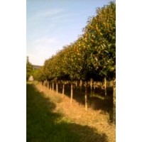 大量优质桂花树供应